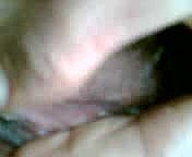 Indonesian cazzo till