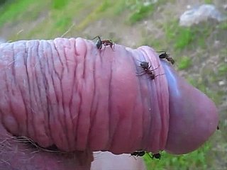tizio Kinky sporge the sniffles piccola cazzo in all directions un formicaio e gode